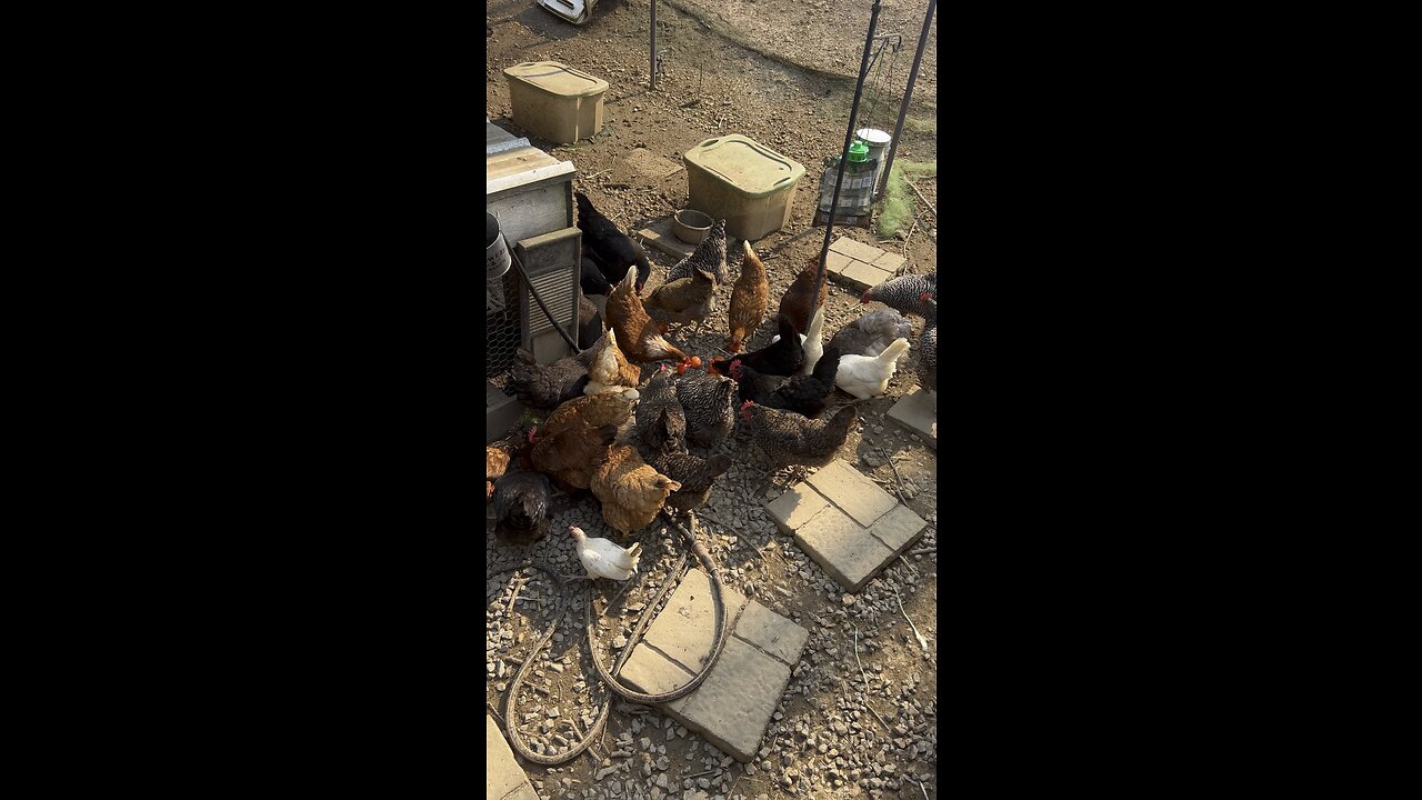 Grace’s Girls eating vine ripened #tomatoes #chickens #backyardchickens #homestead