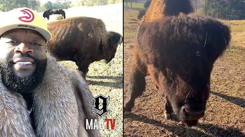 "Go See The Other Side" Rick Ross Explains Why His Buffalo Ran Into The Neighbors Yard! 🦬