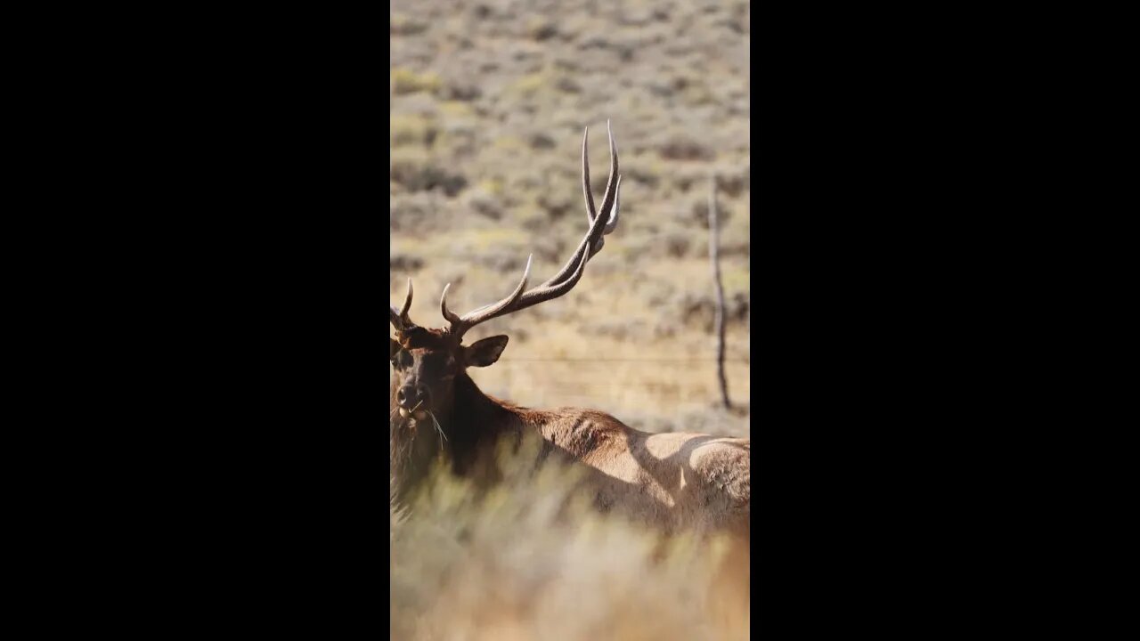 Bull Elk Of A LIFETIME! “Montana Magic” Is LIVE!