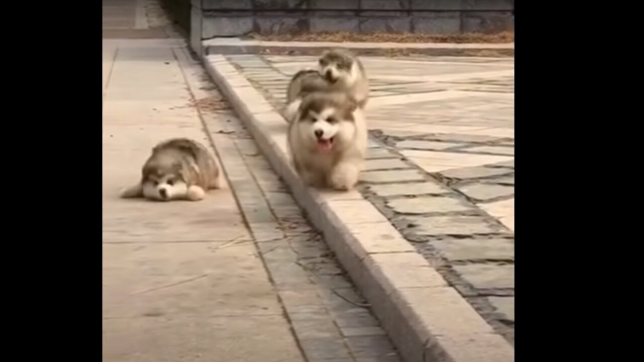 Must watch! cuteness overload :)