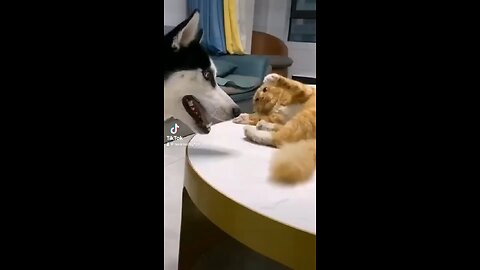 Fighting cat