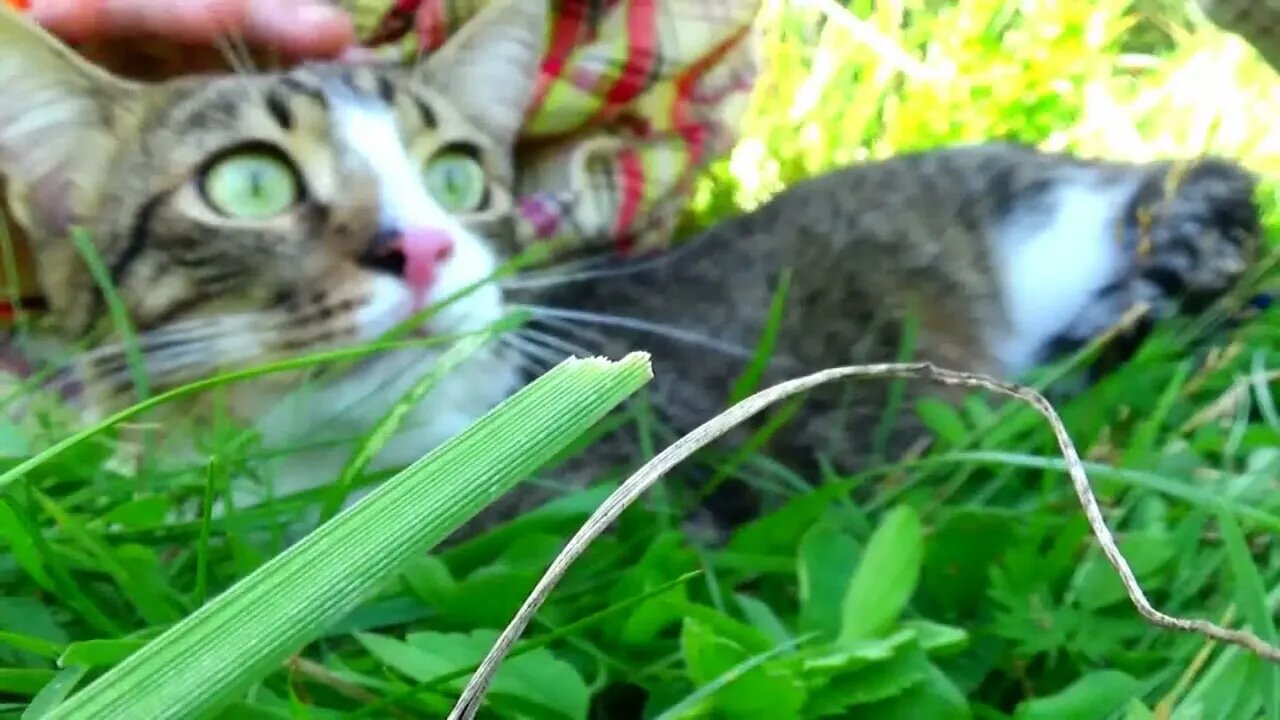 .Kitten Rudolph Likes to Travel