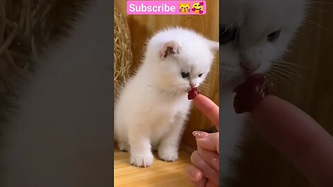 So Cute Baby Cat shorts video! 🥰😽- #shortsfeed #youtubepets #kittens