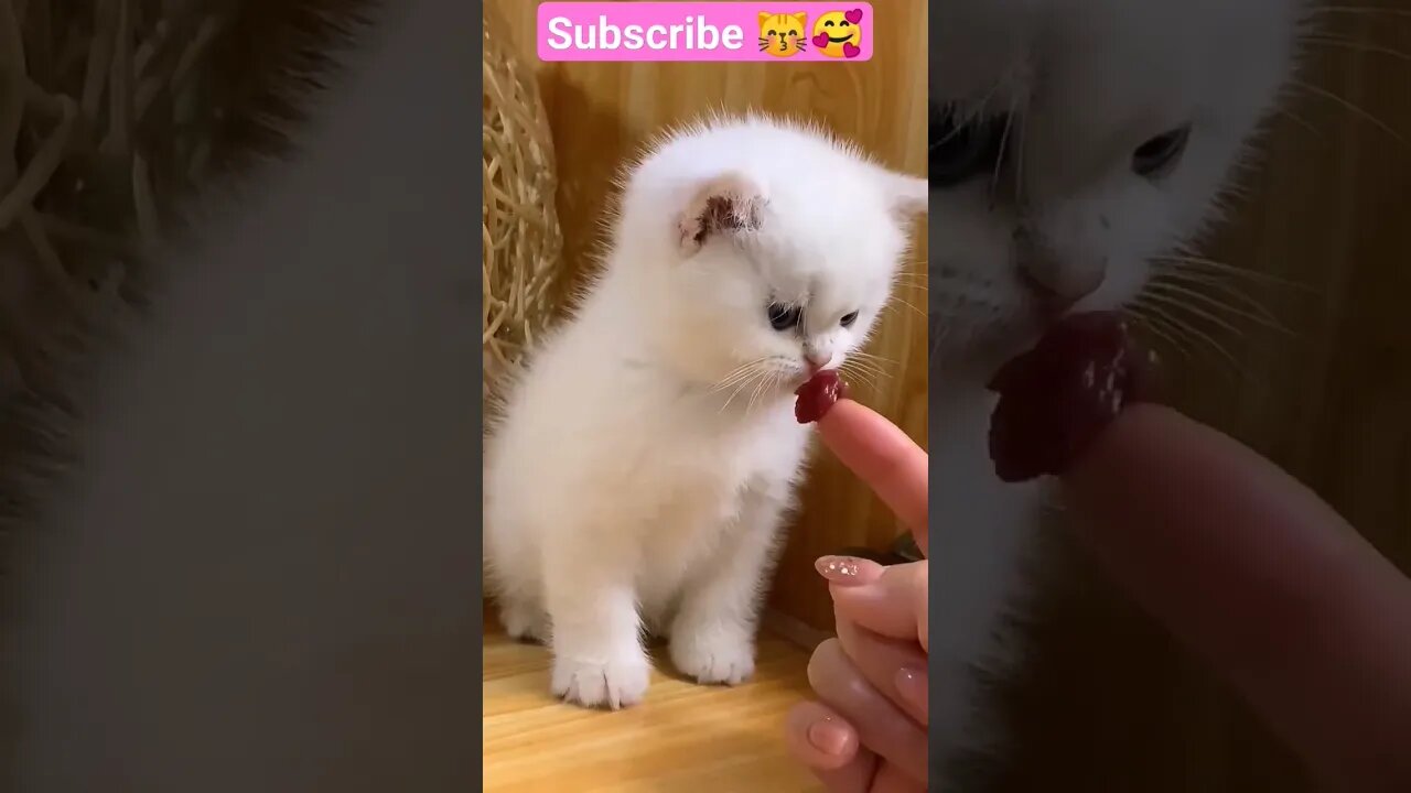 So Cute Baby Cat shorts video! 🥰😽- #shortsfeed #youtubepets #kittens