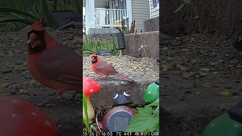 A Beautiful Cardinal Visits #Shorts 🌲