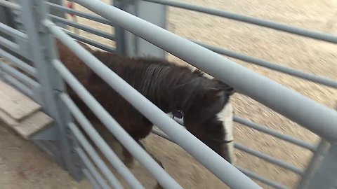 Mustang Mania Training Incentive Program continues to grow