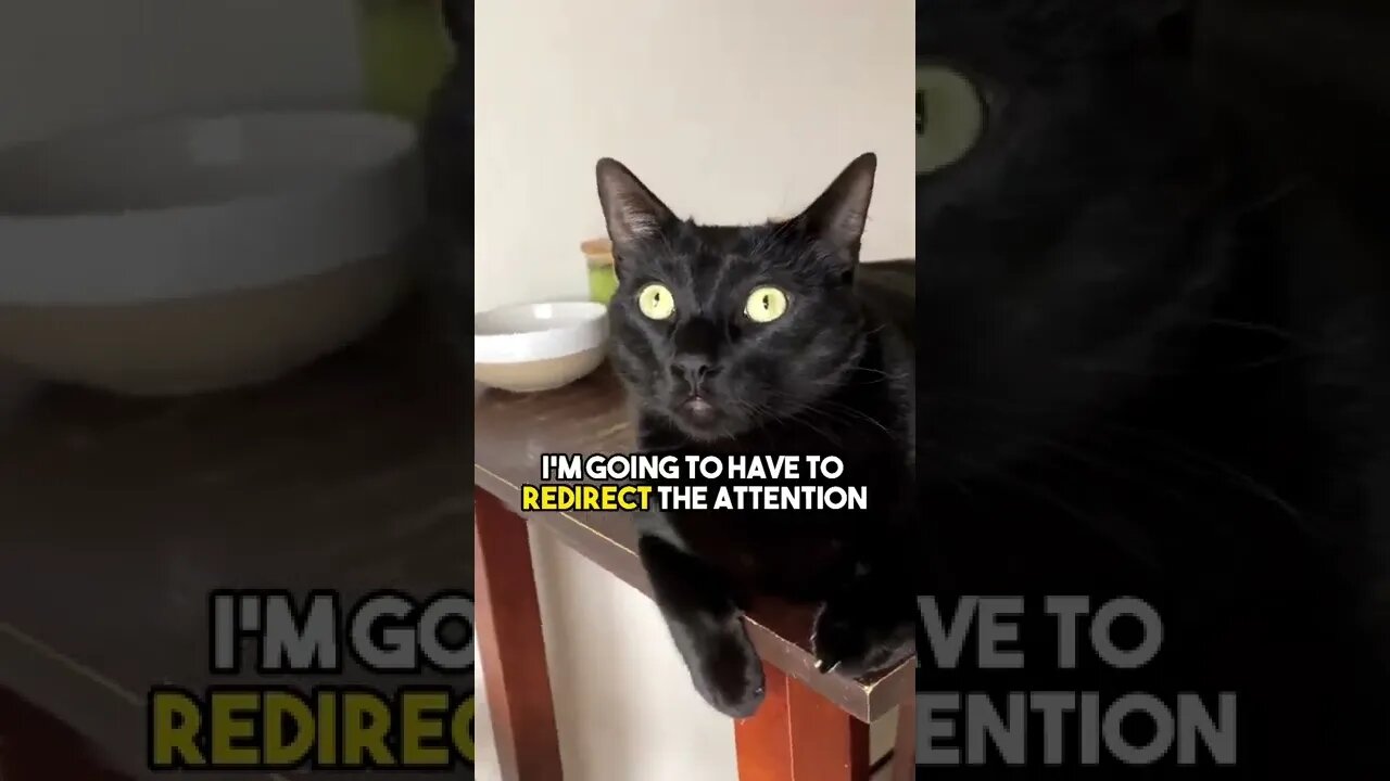 You’re beautiful😊 #cat #blackcat #relationship #relateable #cute #positivity #leonthecatdad