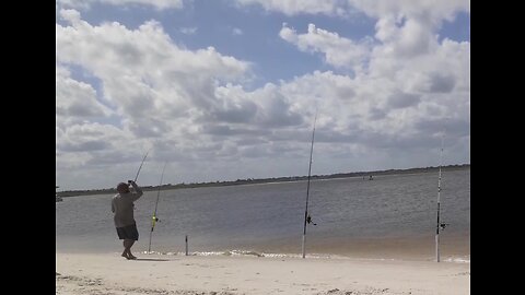 This Beach Fish SUPRISED ME!!