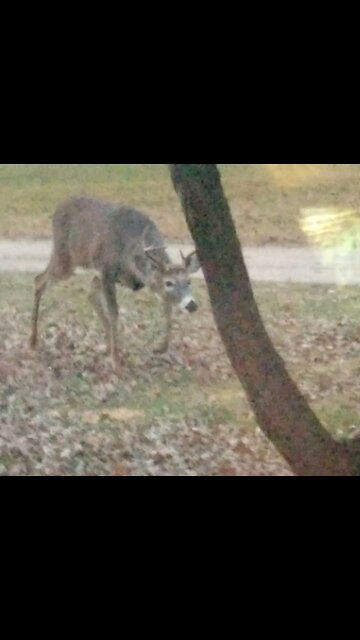 Whitetail buck bully