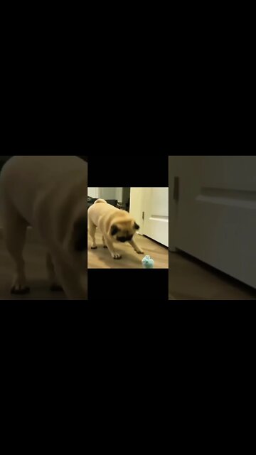 How cute? Double tap* if you love❤️ #pugs #puglife #PuppyLove #dogsoftwitter