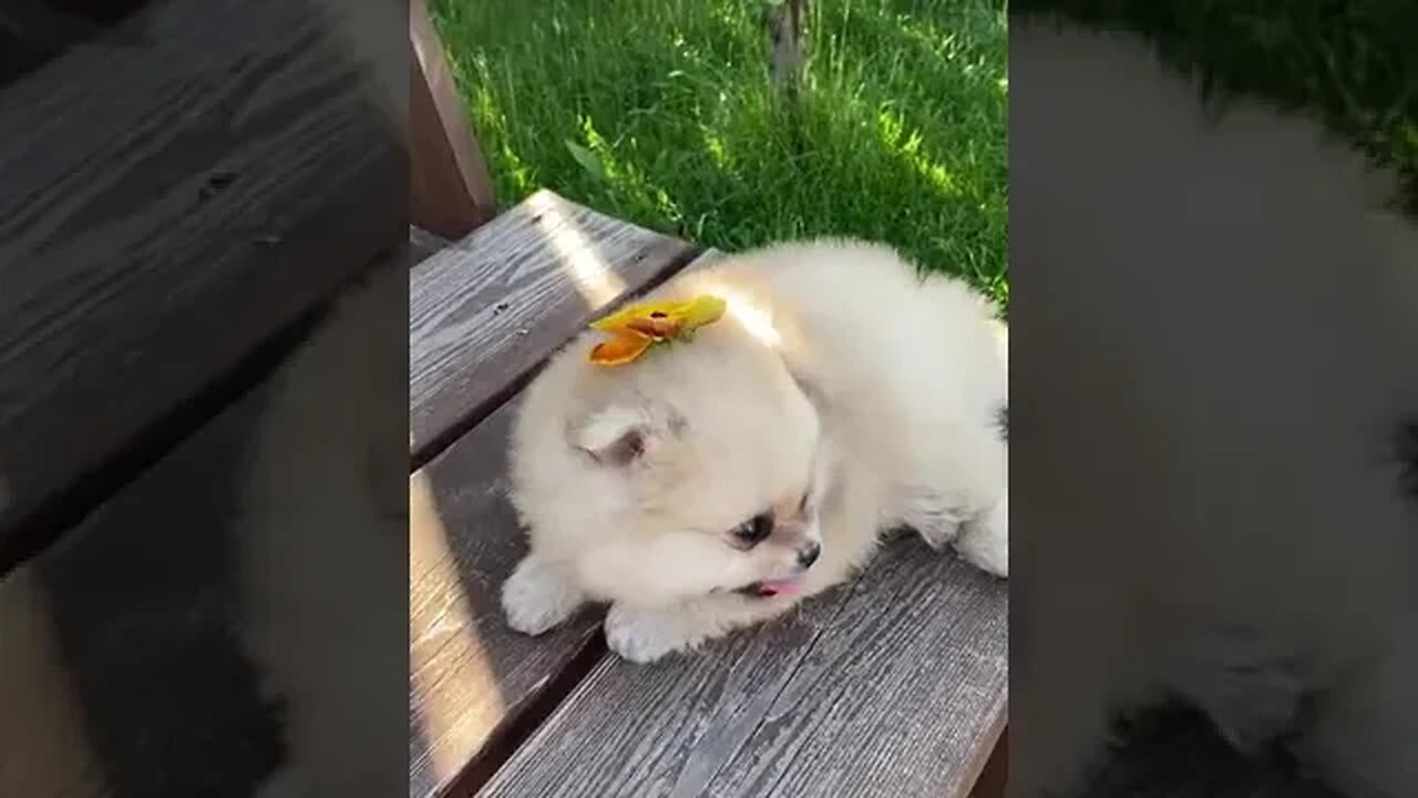 cute pet part 21 #petvideos #2023