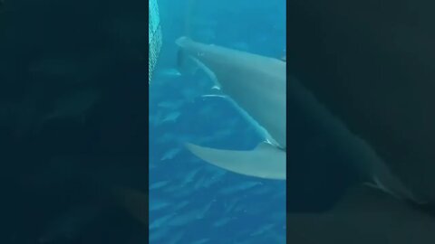 Shark 🦈 saw them and return | #Shorts #Animals #Shark