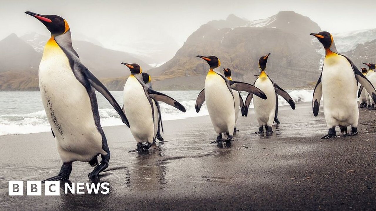 South Georgia Bird flu infects penguins at famous wildlife haven