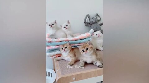 Funniest Animals 2022 Funniest Cats and Dogs