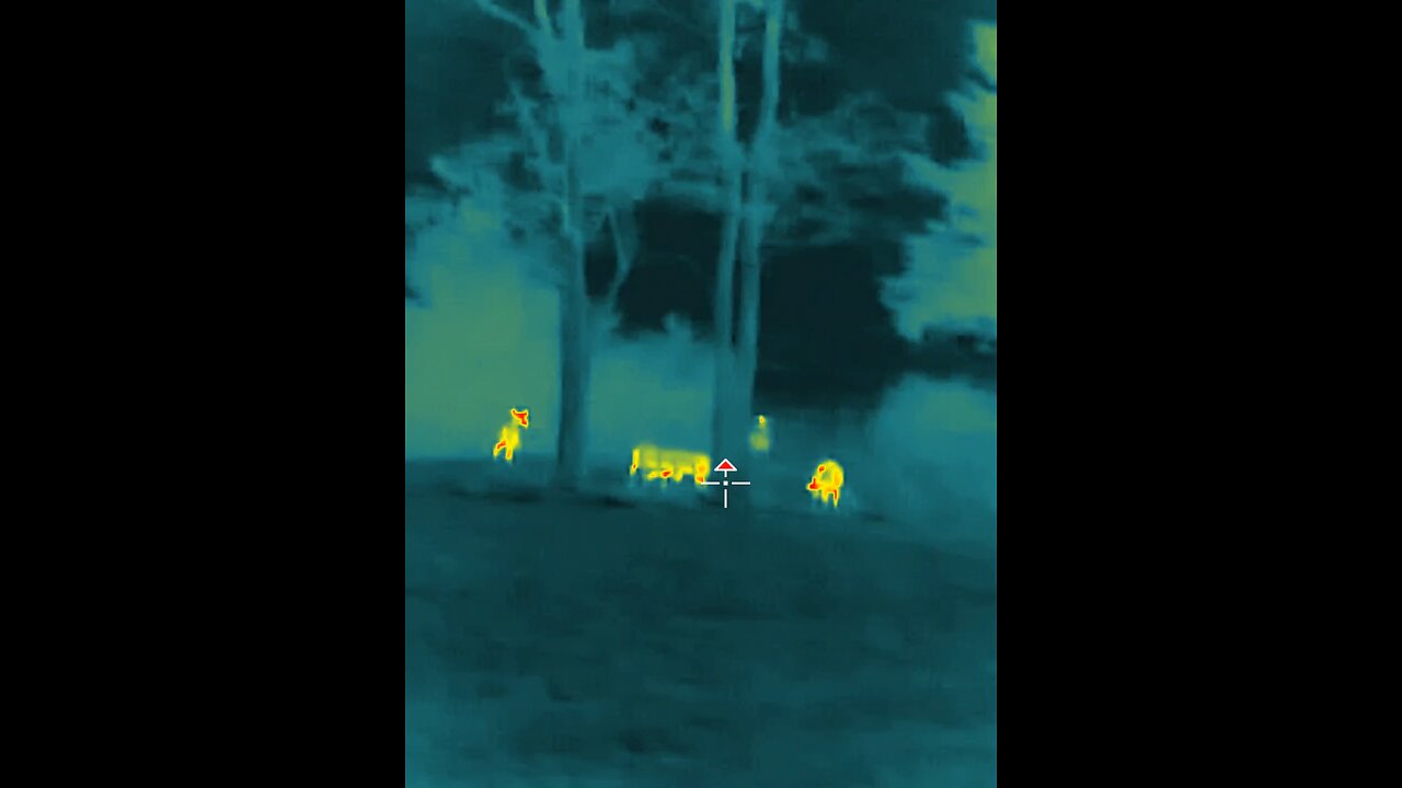 A few whitetail deer on thermal