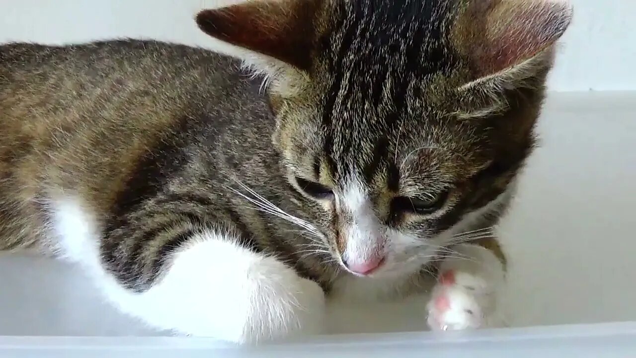 Cute Kitten Jumps Down from a Box