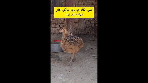 ostrich