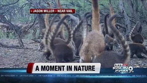 WATCH: Camera captures gathering of Coatis