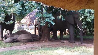 Safari guests enjoy breakfast in restaurant while watching elephants relaxing in the garden