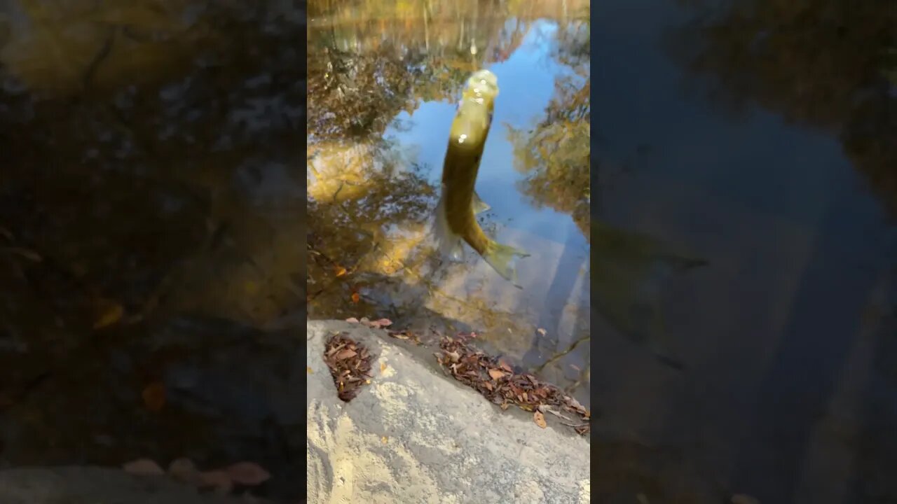 First fish of the day! Bluegill! #fishing #outdoors #nature