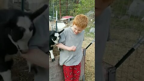 #goats #goatkids #farmanimals #cuteanimals #homesteading #homesteadlife #farm #farmlife