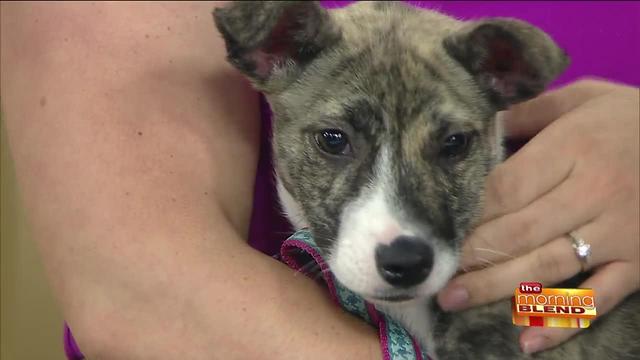 A Can't-Miss Food Event Helping Animals in Need