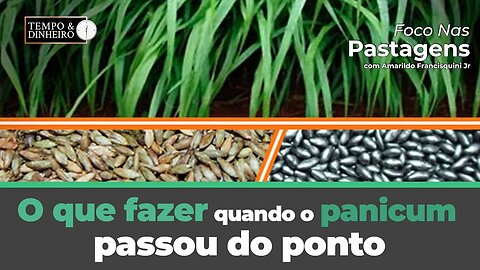 Foco nas PAstagens responde sobre o que fazer quando o panicum passou do ponto