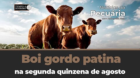 Boi gordo patina na segunda quinzena de agosto. Expectativas de melhora? Hyberville Neto comenta