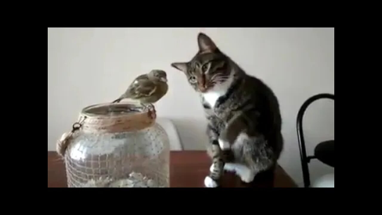 How to pet a bird.