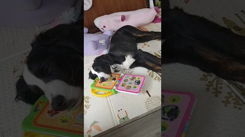 This tierd puppy falling a sleep on a kids toy.