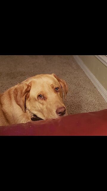 Brodie sleeping lmao