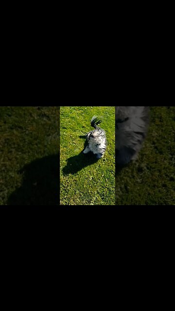 Instant Classic Baxter. #baxseif #dog #tibetanterrier