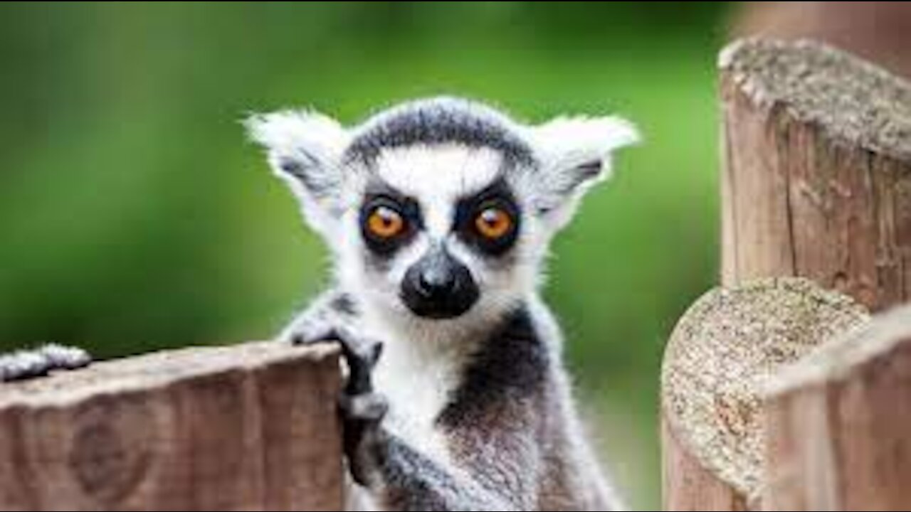 Group_of_Ringtailed_Lemurs