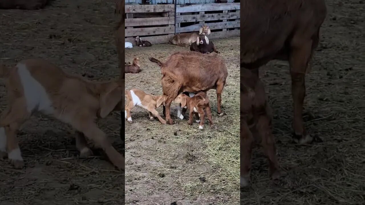 baby goats #kids #goat #goatfarming #sheep #shearing #farmlife