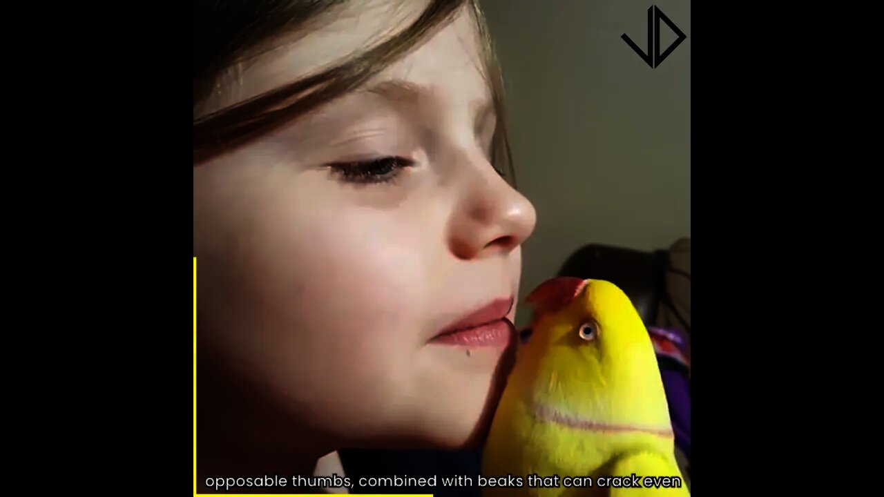 Funny Parrots Videos 😂