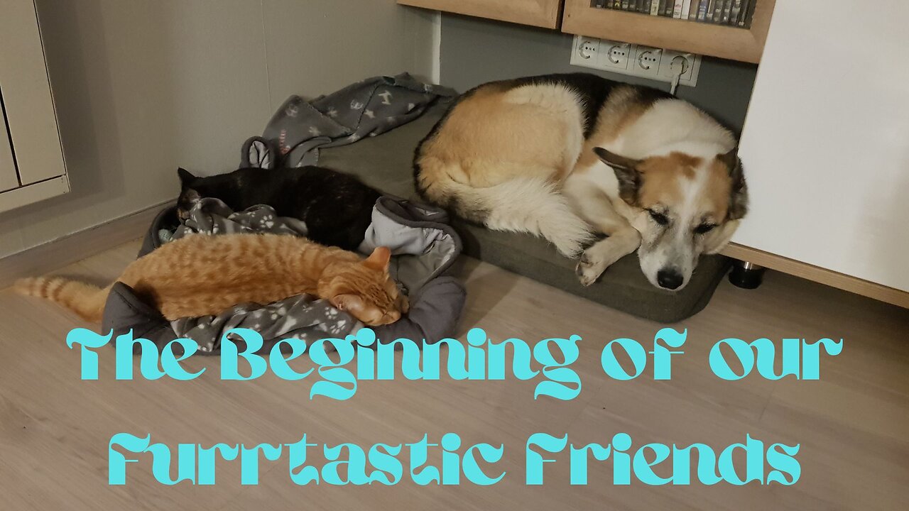 The Beginning of the Furrtastic Friends