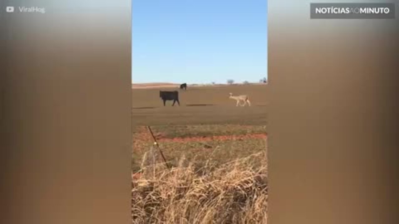 Veado confuso pensa que é uma vaca