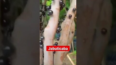 Weird growths of fruits - Unique grape tree