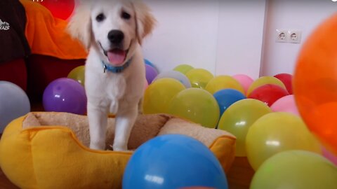 Golden Retriever Puppy Reacts to Balloons for the First Time!