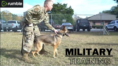 Security Forces Squadron Military Working Dog Handler B Roll SC, USA