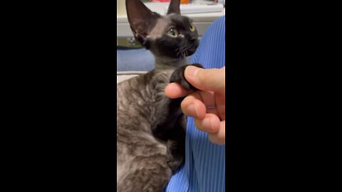 Devonrex TETO