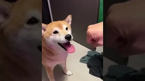 The Shiba got FED these hands for lunch