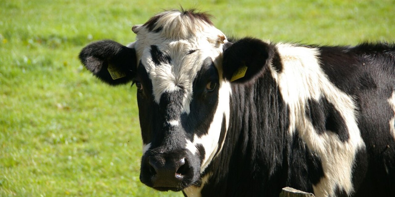 Food Crisis: Ranchers Are Selling Off Their Cattle in Unprecedented Numbers Due to the Drought