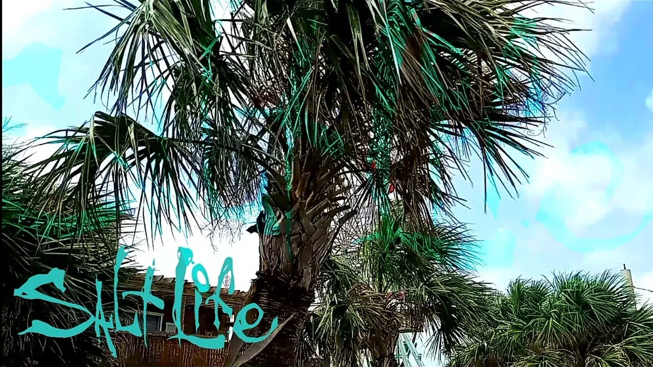 'my life is a movie' // a video edit, by dark meta