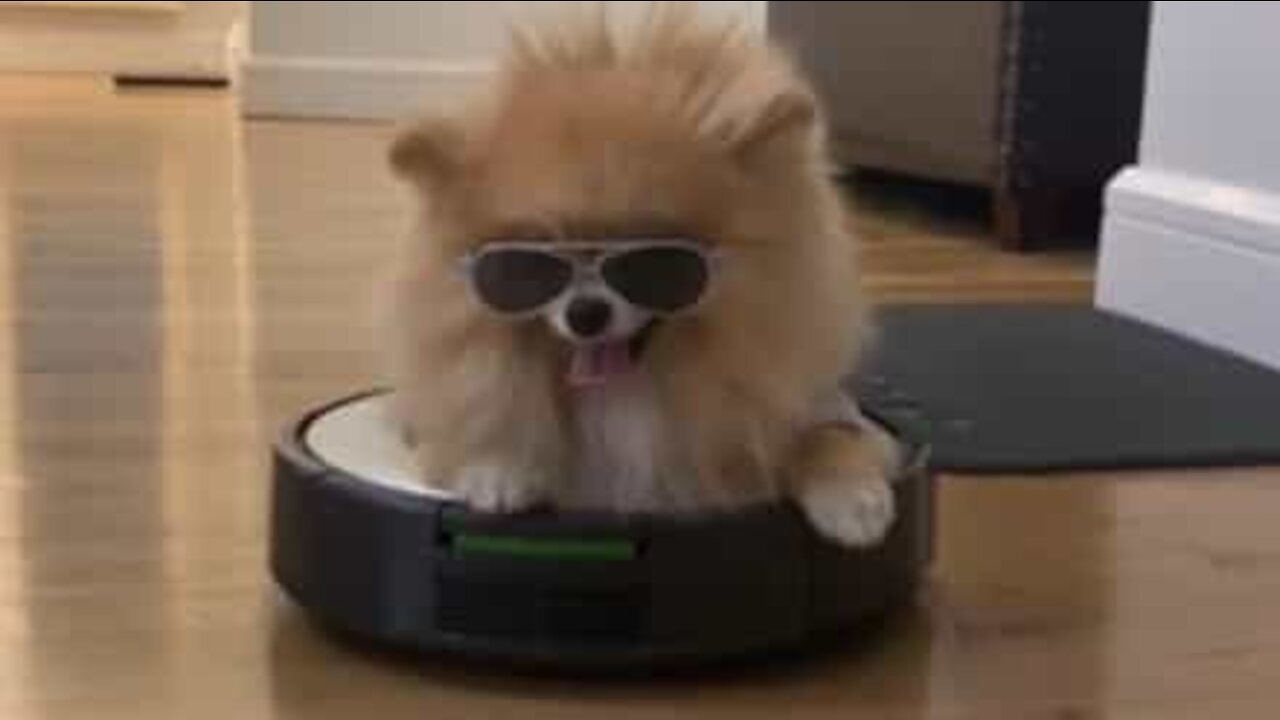 Au tour des chiens de se promener en Roomba!