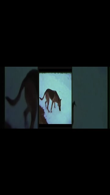 Real "werewolf" caught on tape?