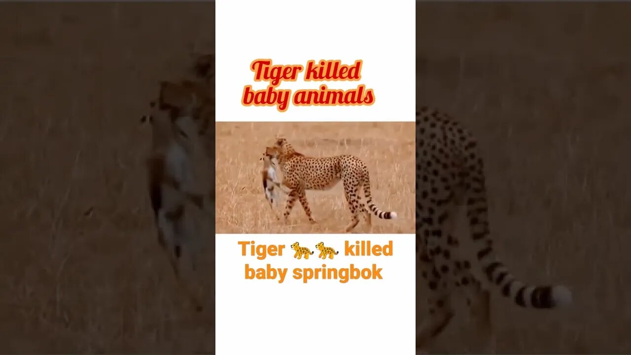 Tiger killed baby springbok|| #shorts | #youtubeshorts