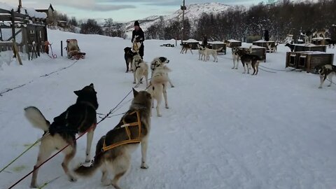 Carl Byington prepping the Dog Sled Team in Norway