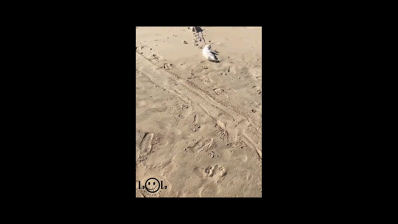 Don't Miss This Hilarious Video! #8