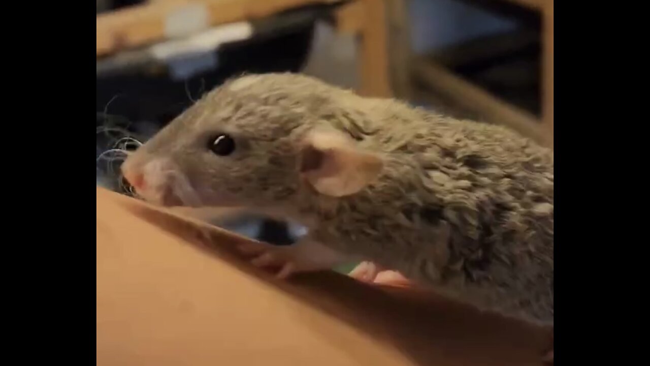 Cute Rat on Hand 😂❤️ #pets #hamster #cute